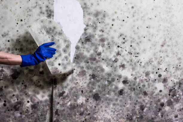Best Same-Day Mold Removal  in Wapakoneta, OH